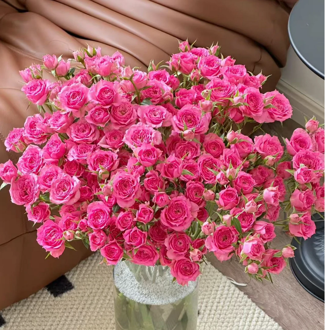 苏菲宝贝多头玫瑰现采现发顺丰快递今天下单明天就到