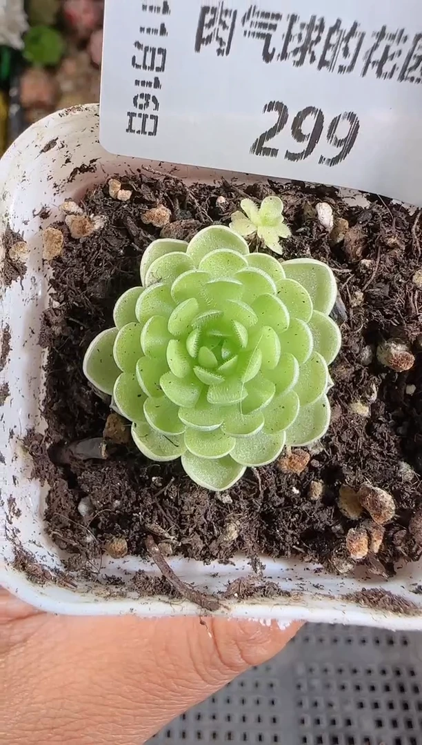 1116-299群生不包整
