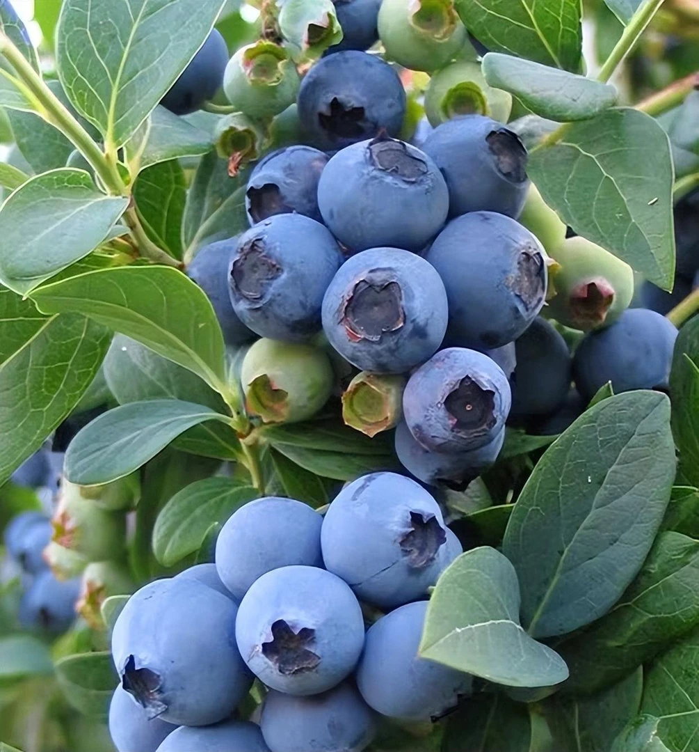 丹东花香蓝莓L25当天新鲜采摘原产地直发顺丰包邮大果18mm-20mm