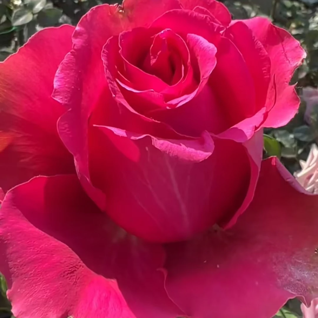 卓昂【卓昂玫瑰园】热粉自由月季多季开花阳台庭院栽种盆栽植物