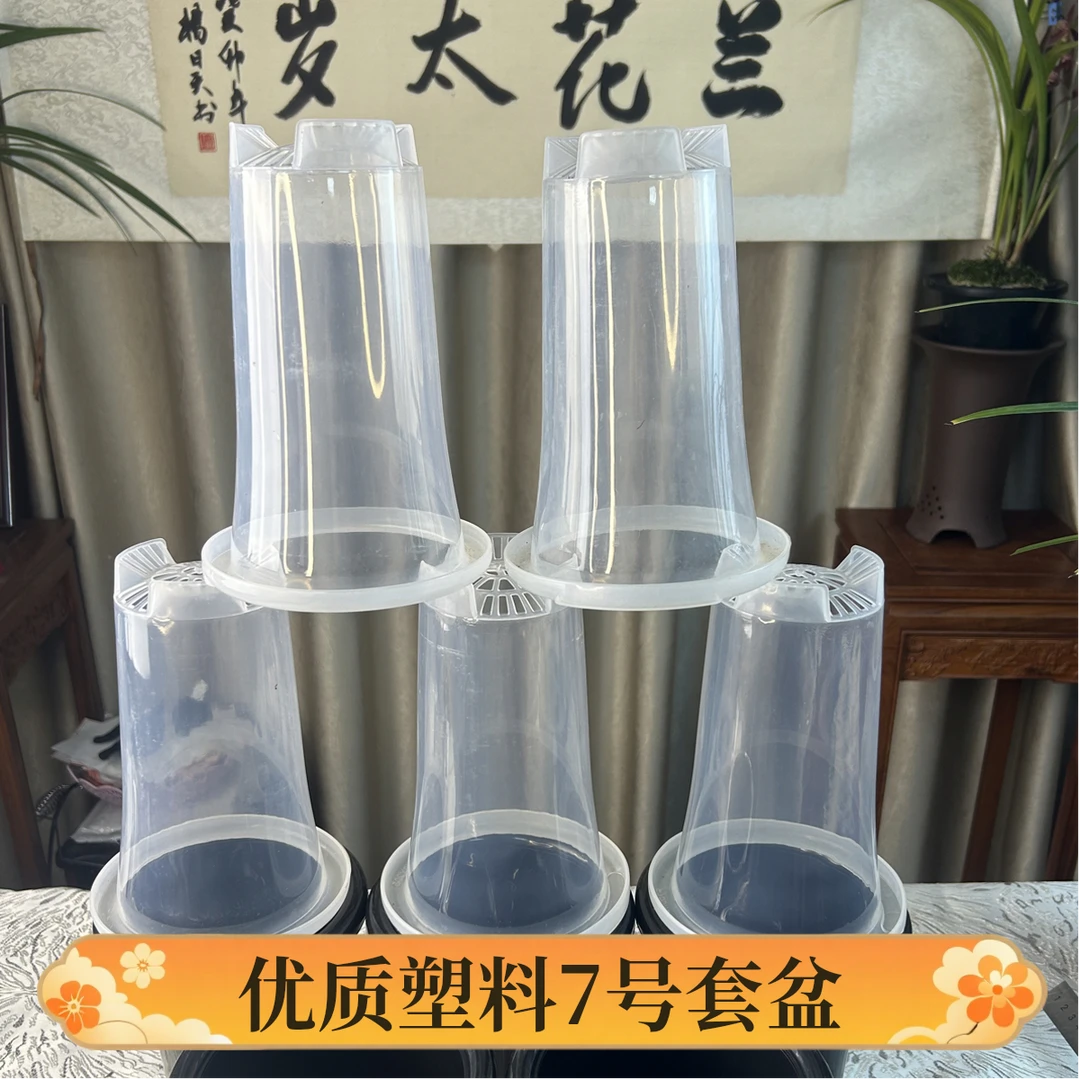 兰花太岁精品套盆