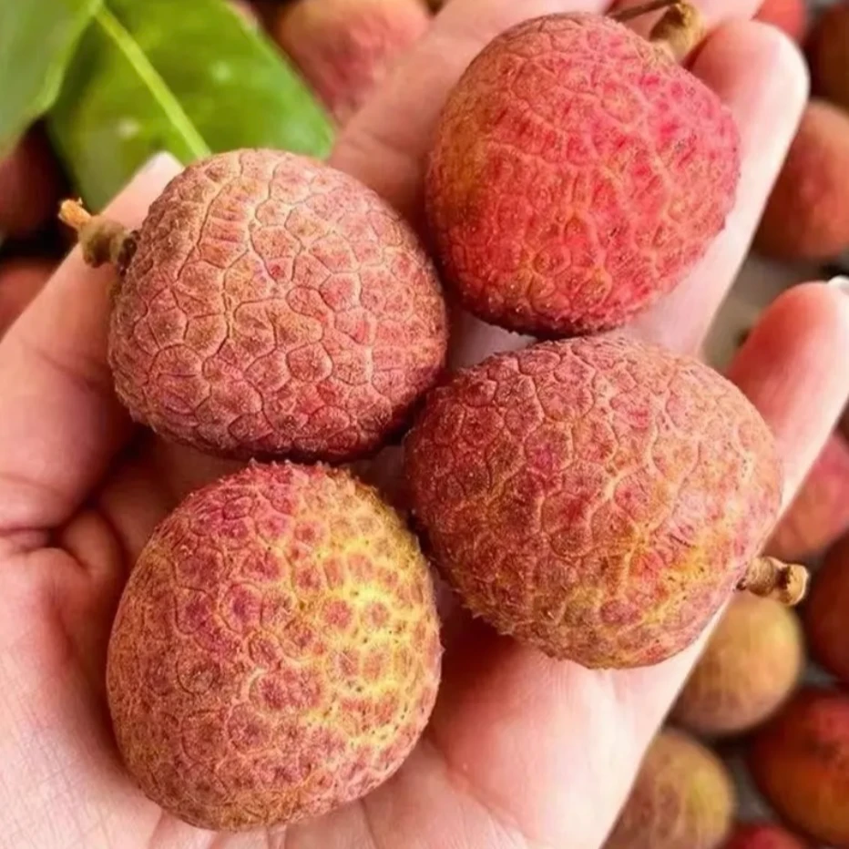 【次日达】 海南妃子笑海南荔枝特大A果头茬新鲜现摘水果肉厚香甜爽口3斤5斤     荔枝同城送海南省