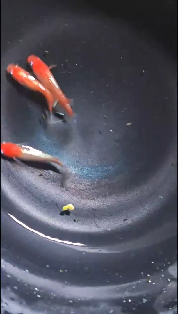 青鳉鱼观背青鳉020
