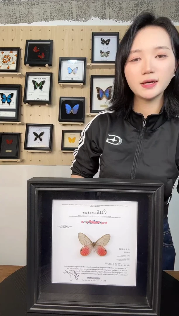 玫瑰绡眼蝶蝴蝶装饰画8寸框