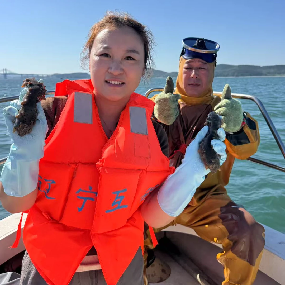 【海洋岛/鲜活海参/辽参】免费加工成鲜冻海参25只-35只（1个月量）