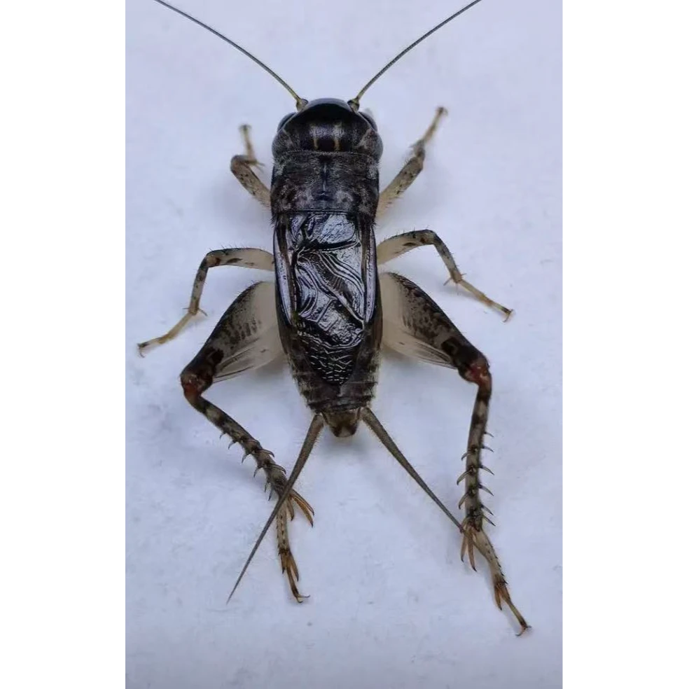 精品冬版活体蟋蟀骨子硬会斗发口狠