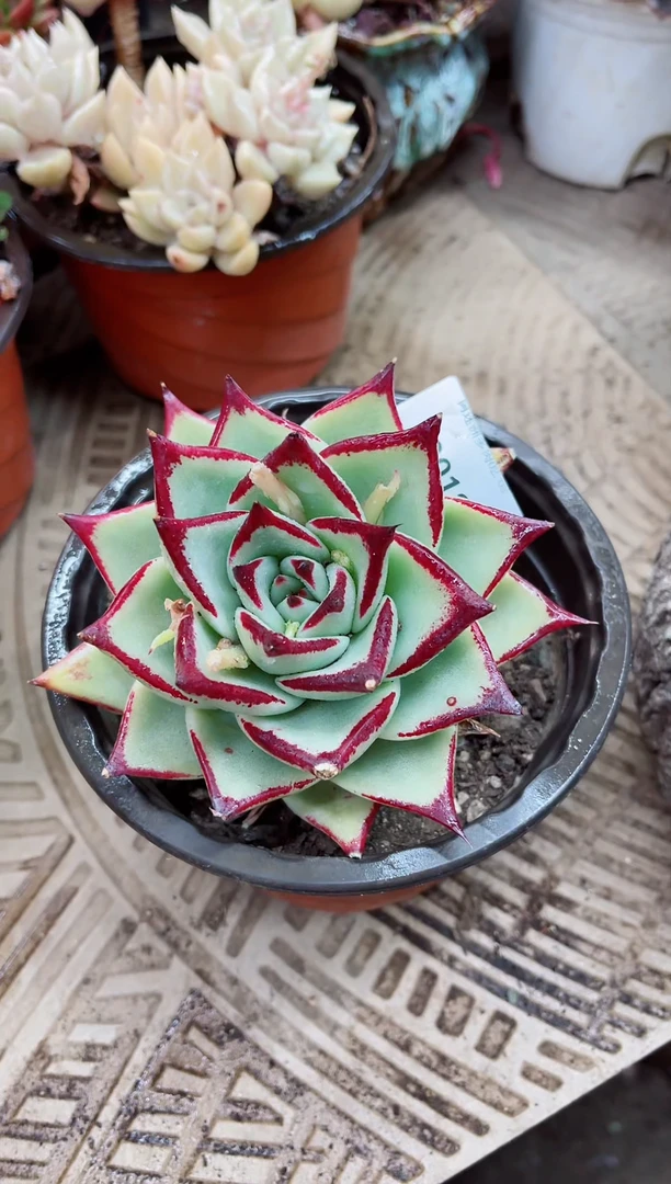 【闪购商品】03018