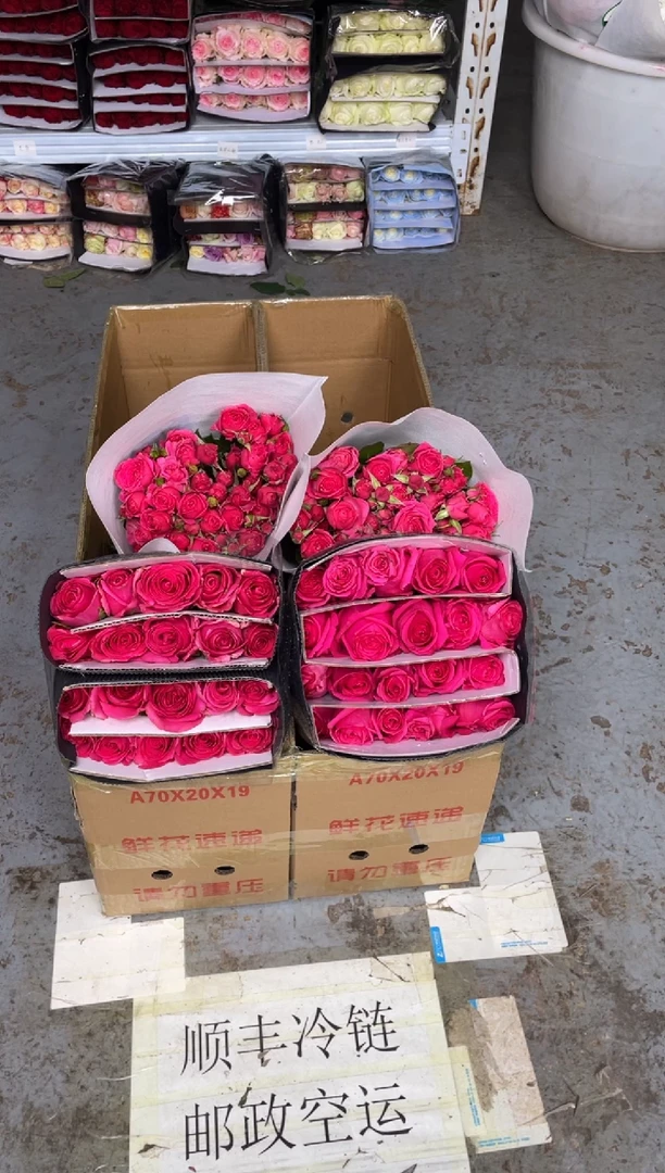 佛洛依德20枝+苏菲10枝