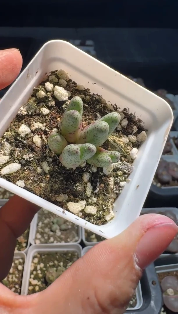 肉锥多肉植物5-29