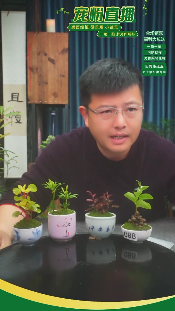 无花朵糖*儿苔藓微景观088号