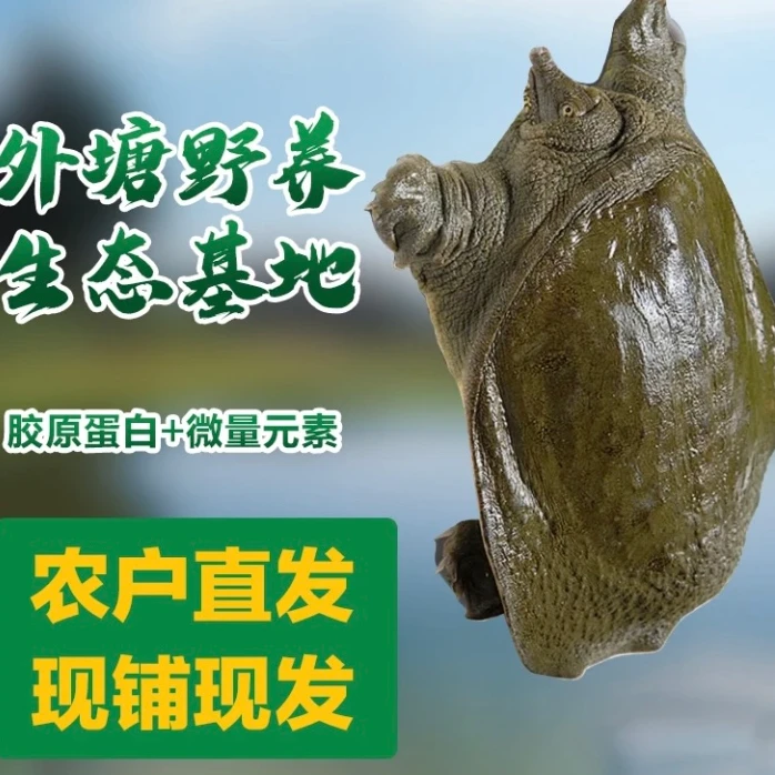 【5只6-5斤】外塘养殖放养青背甲鱼，包活包活包鲜 L1