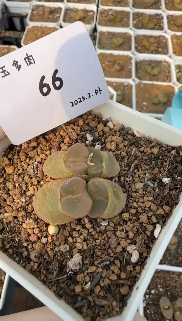 【闪购商品】3.8-66第一名