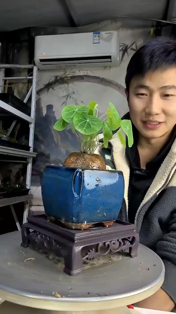 蔷**开中青园艺一物一拍435