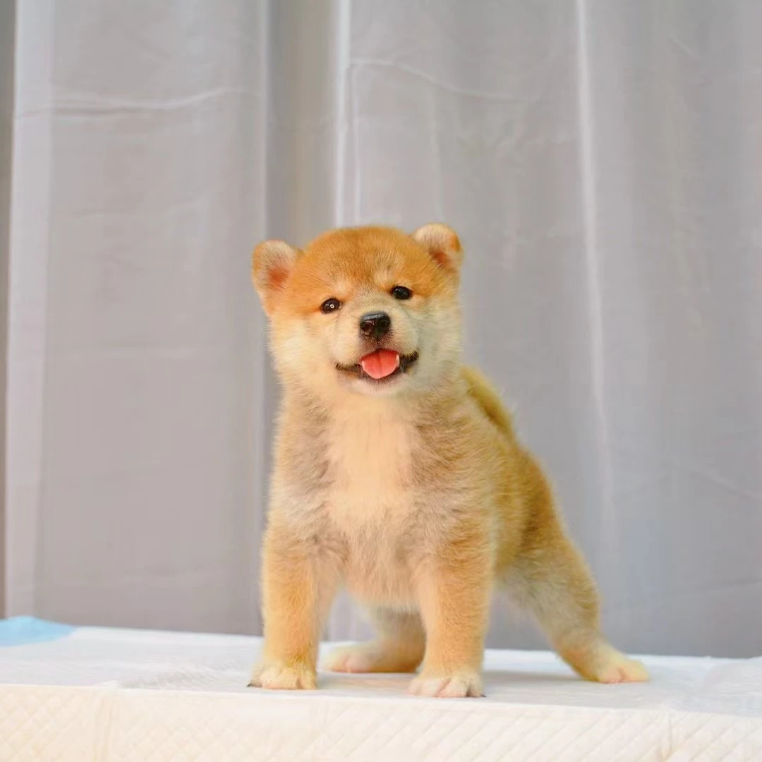 超广角宠物·柴犬赤色妹妹