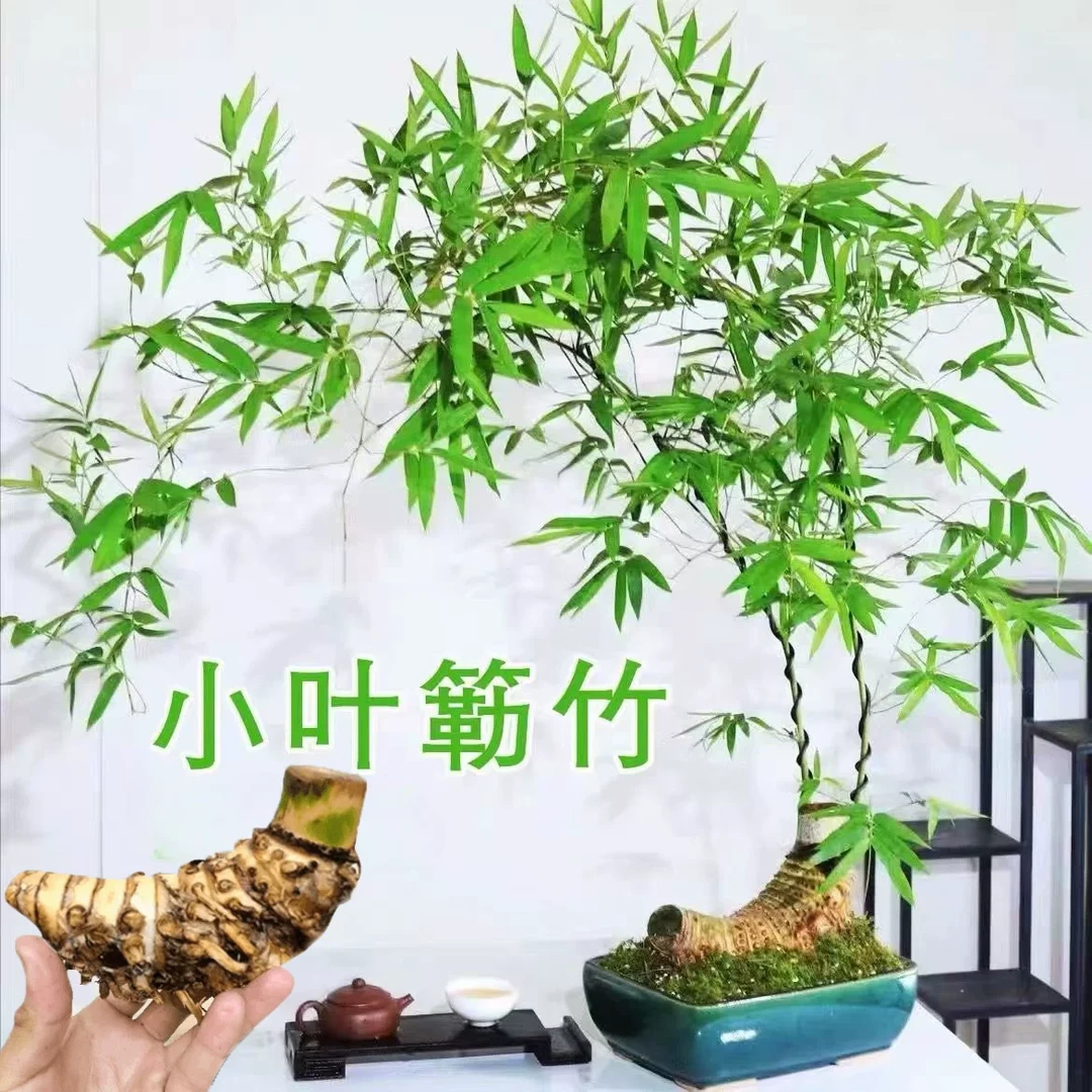 小叶簕竹生桩室内茶室竹子盆景直播间专用链接