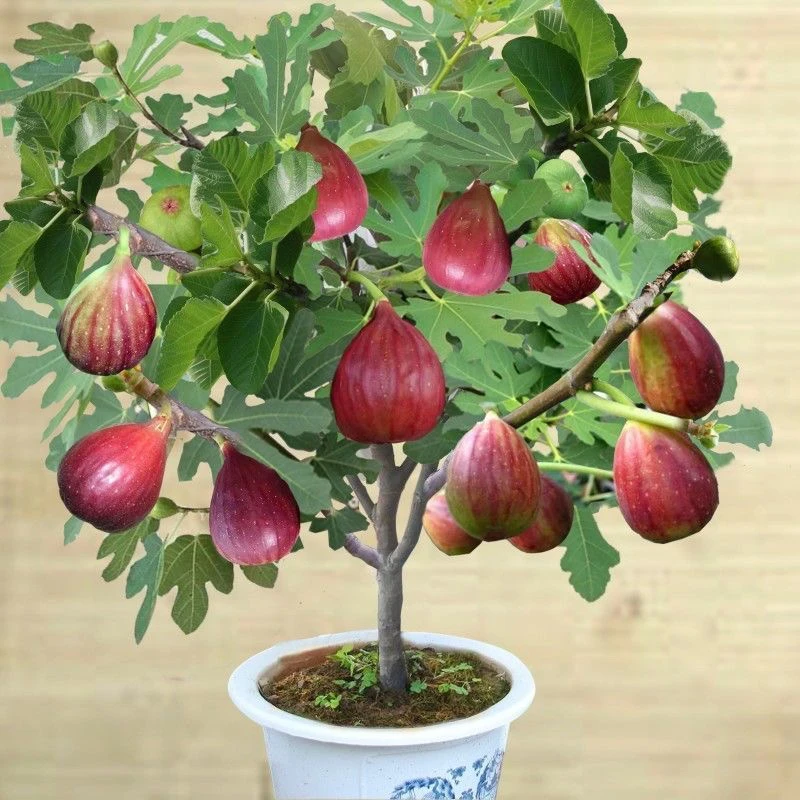 无花果树果苗盆栽水果苗特大波姬红南北方阳台种植地栽当年结果