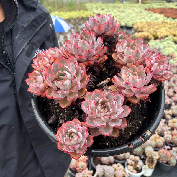 精品赫拉  精品多肉植物 新手好栽 好养 云南发货