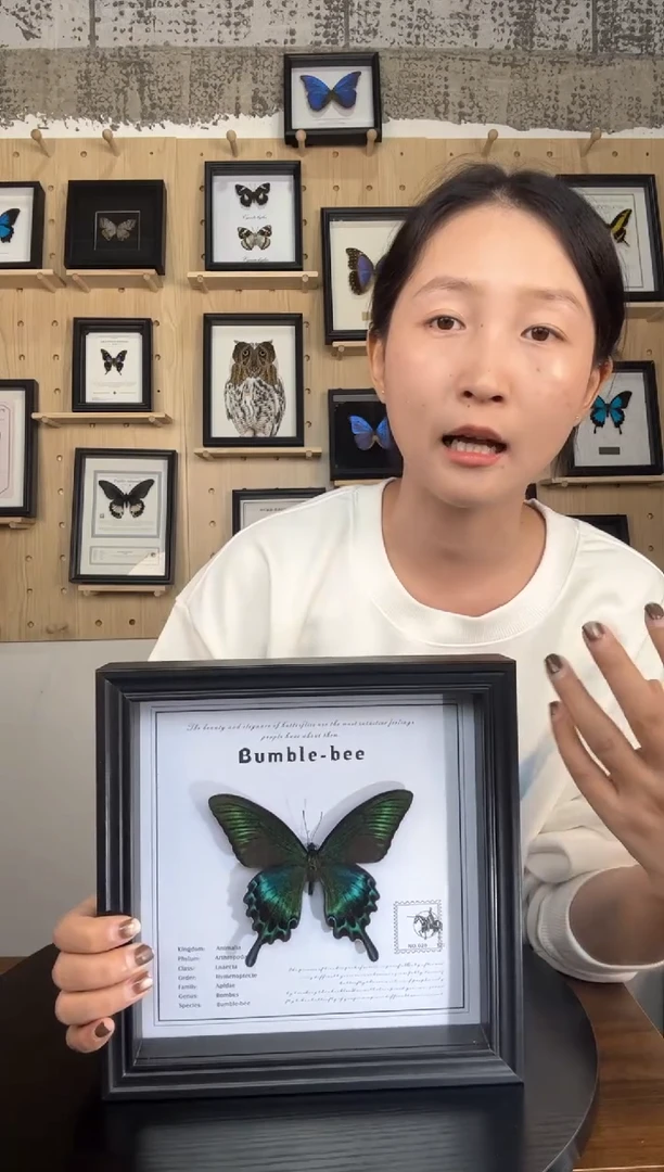 绿带翠凤蝶蝴蝶标本装饰画8寸框