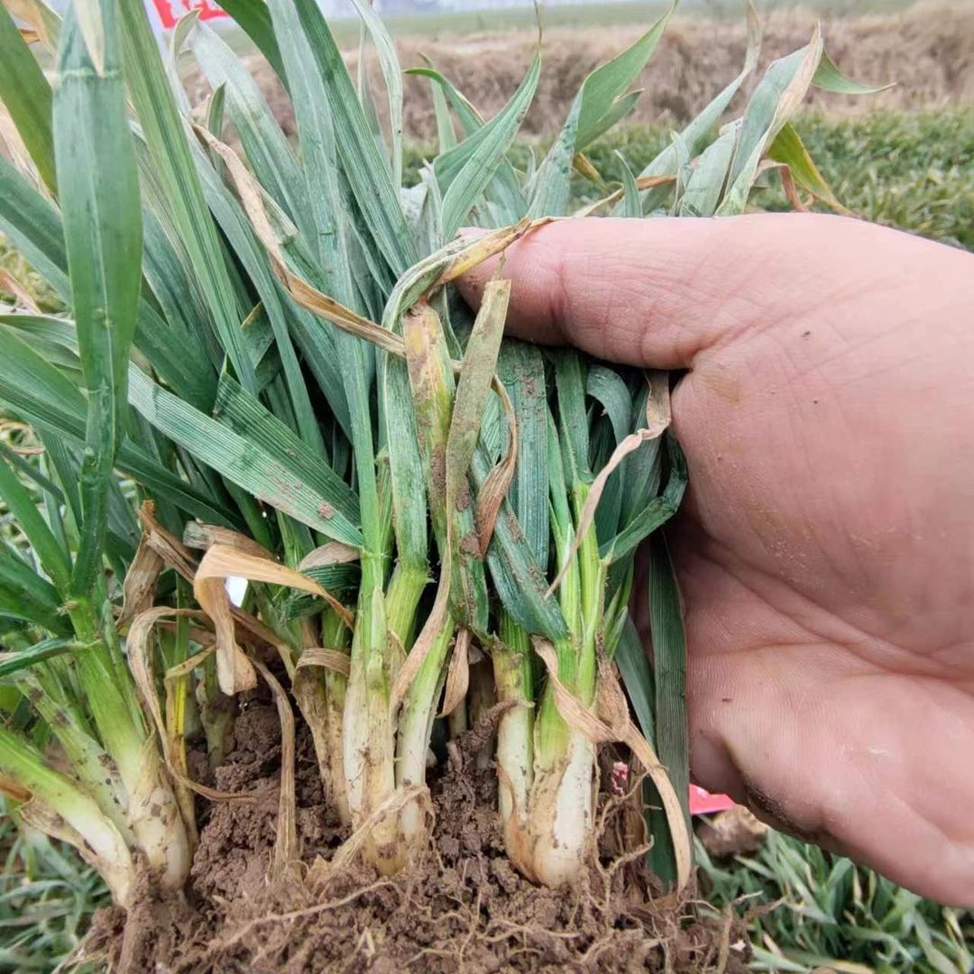 小麦生根壮苗护根壮根促分蘖抗寒防冻抗冻叶面肥