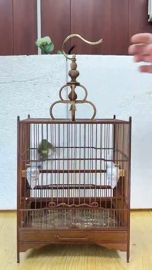 55号黄腰养笼0元起拍