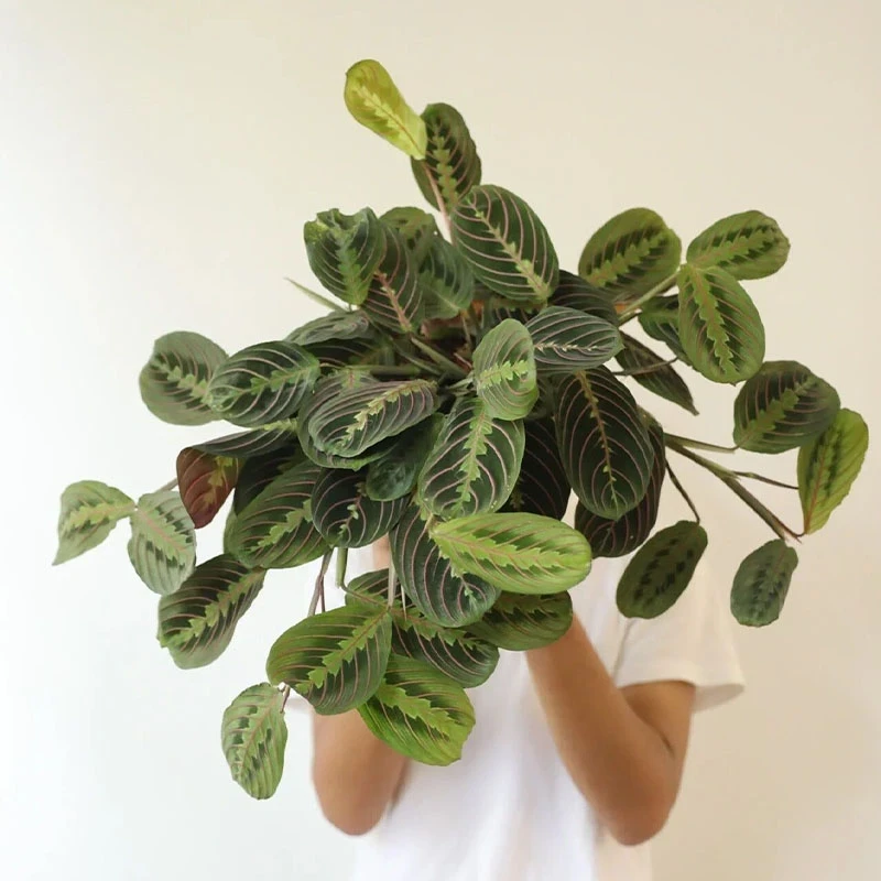 【四季圈】盆栽绿植  叶蝉竹芋室内好养