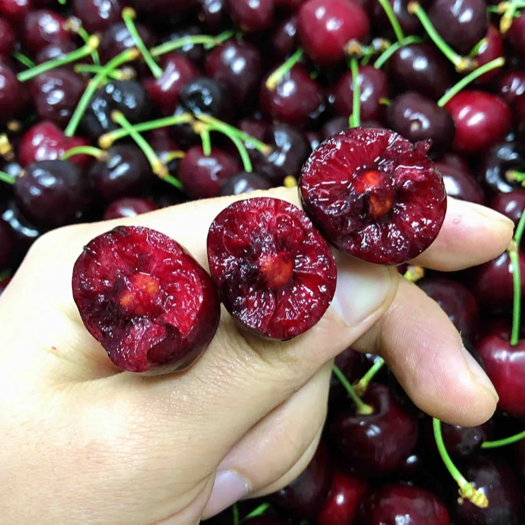 智利车厘子科迪亚6年苗2-3CM粗度南北方盆栽地栽可种樱桃树苗