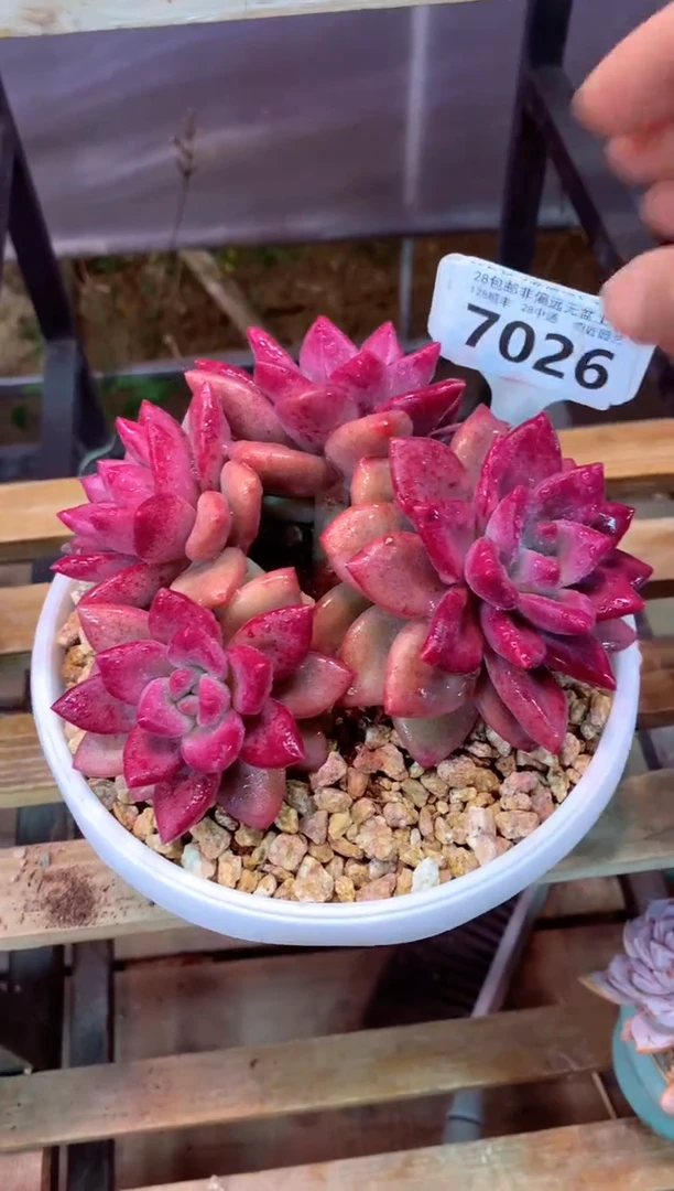 7026（一物一拍，精品多肉，w所见即所得 ）