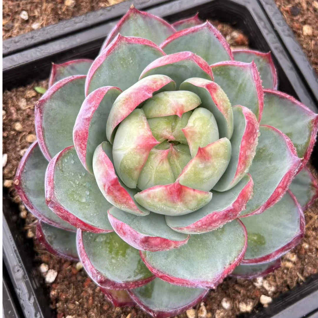 惊鸿仙子 精控薄叶系周正单头好看好养叶展冠幅14-17cm  多肉植物