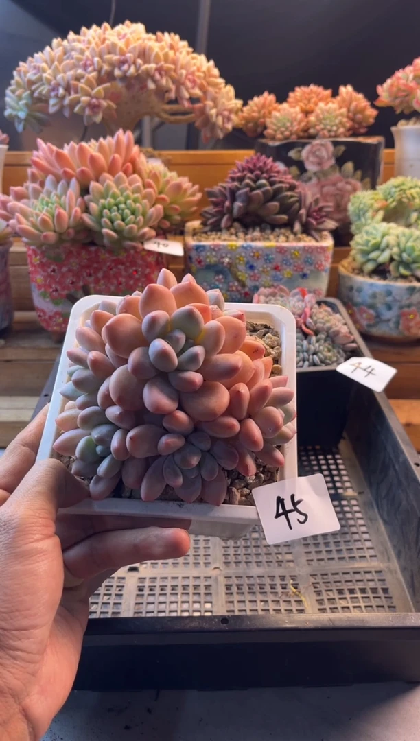 11.16-45香水111111111111