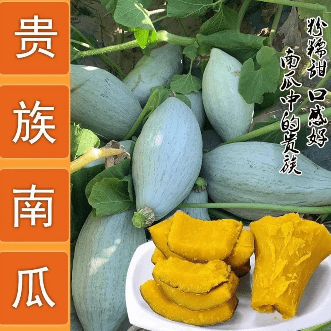 【冰糖南瓜】干甜干面家庭新鲜可食用室外浓香型南瓜种子品
