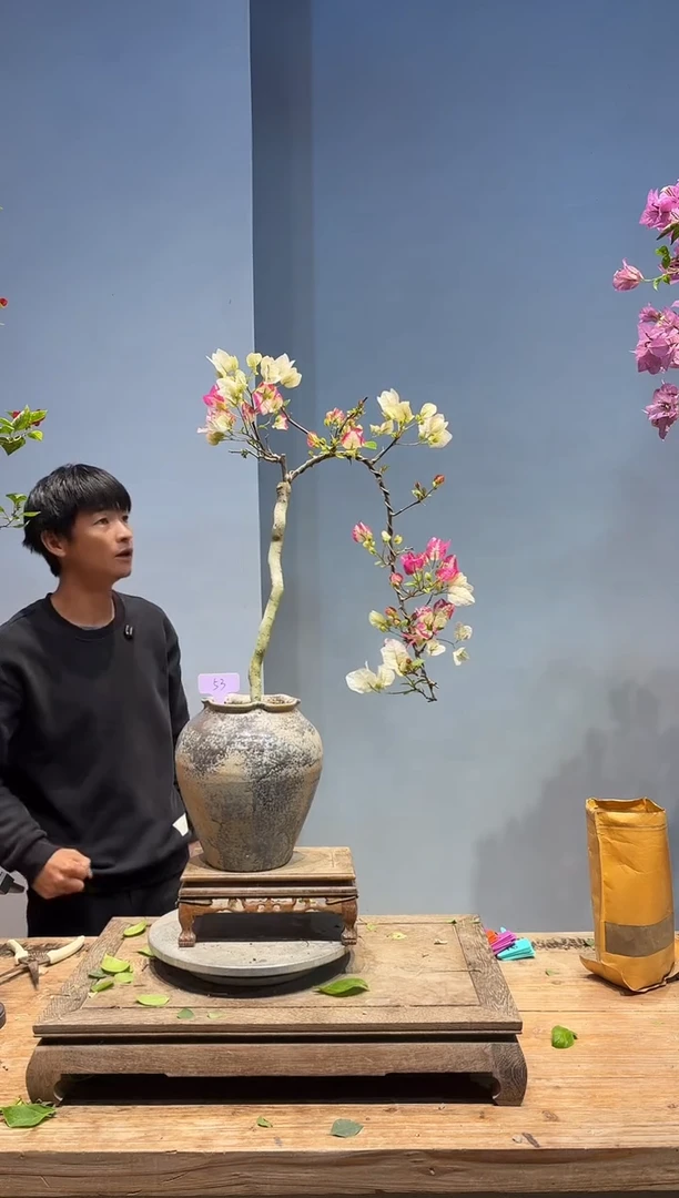 以实际为准三角梅53