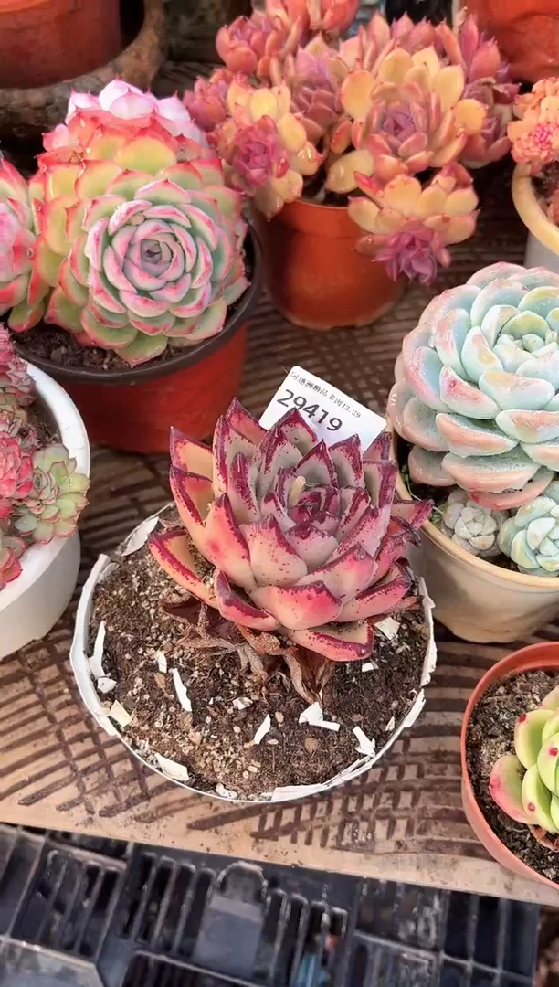 拾**听阿迷洲多肉29419