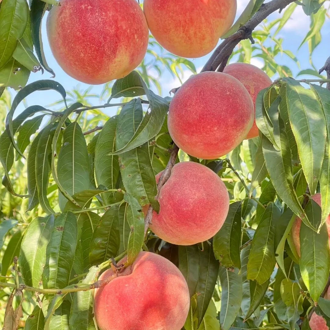 山东金秋红蜜桃口感脆甜离核毛冬桃水蜜桃