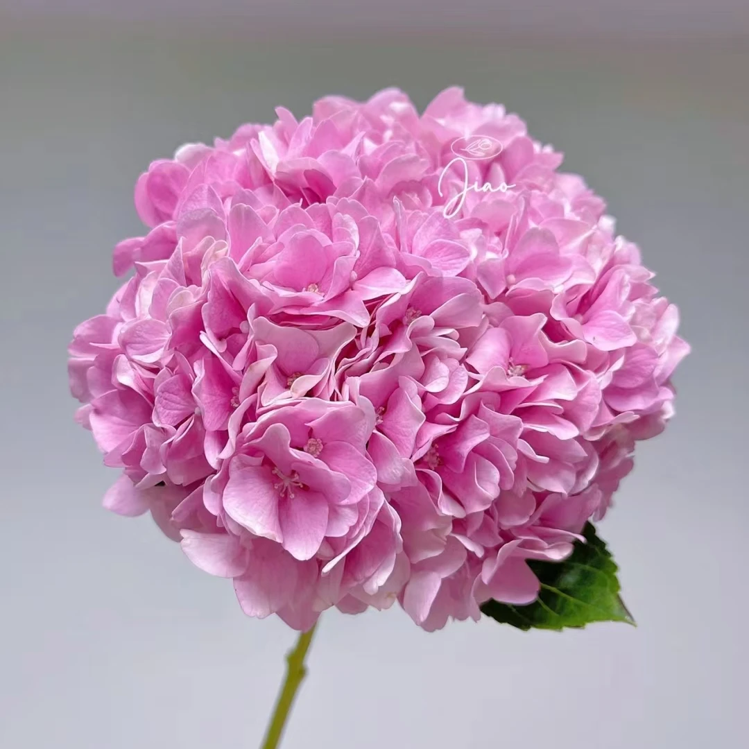 超好看玛格丽特的粉绣球4个