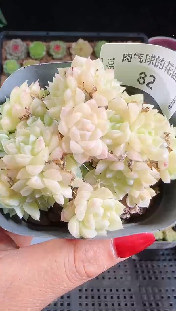 1031-82精致控养麦秆群不包整