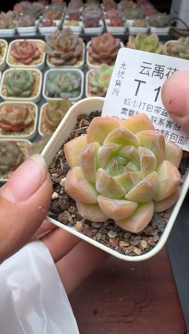 157N带盆土发(5.5cm杯） 当场拍3颗以上包柚 多肉植物