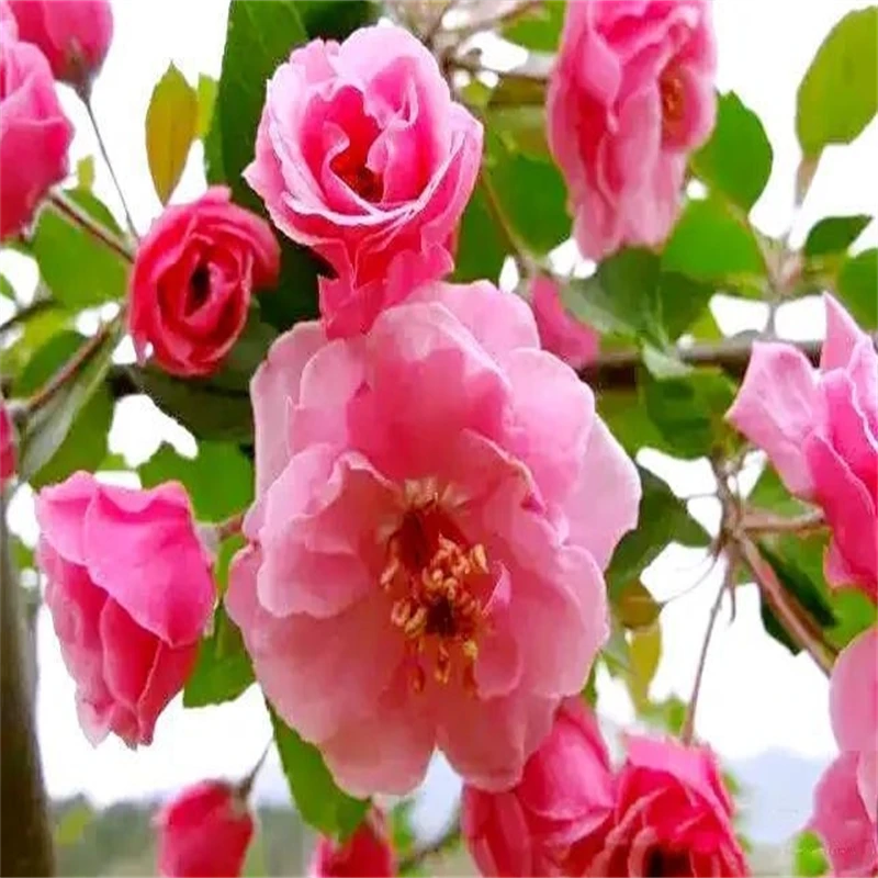 (运输掉花苞，介意勿拍)一物一拍海棠花盆栽老桩盆景室内耐寒好养