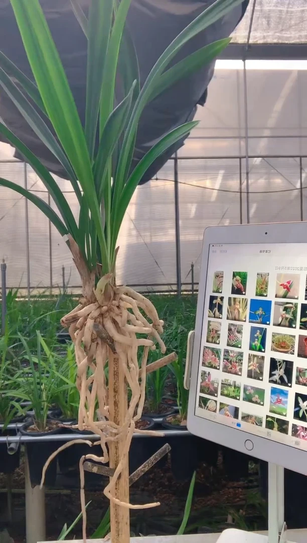 当前无花朵，栽培后可花朵賞*軒君荷