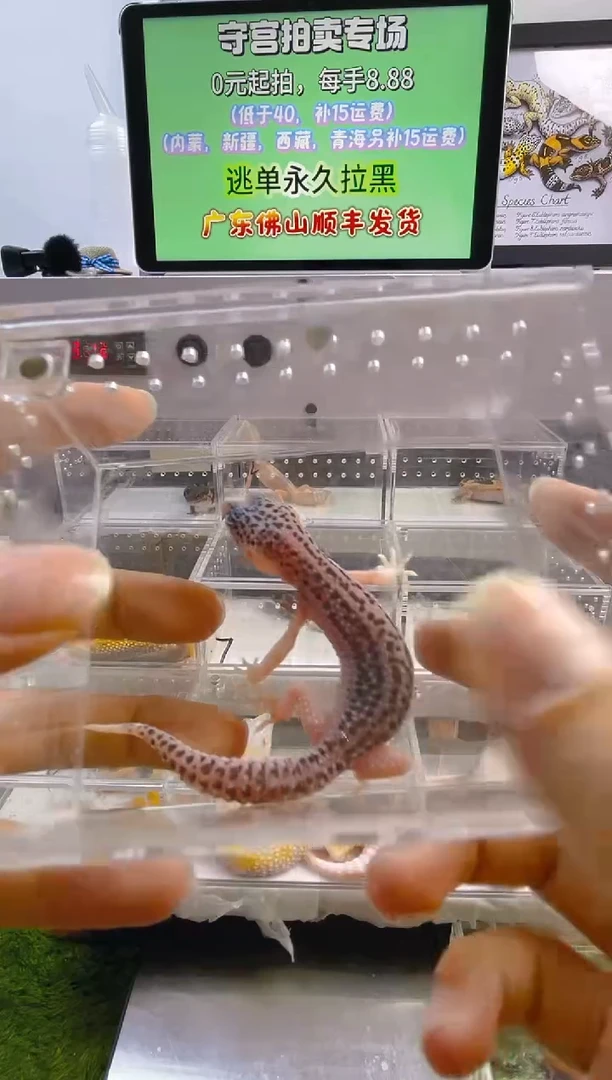 豹纹守宫豹纹守宫肥尾遛弯尾苗子亚成成体