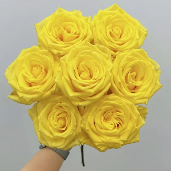 【秦小胖】金枝玉叶单头玫瑰（注意：特殊花材，收到带包装醒花)