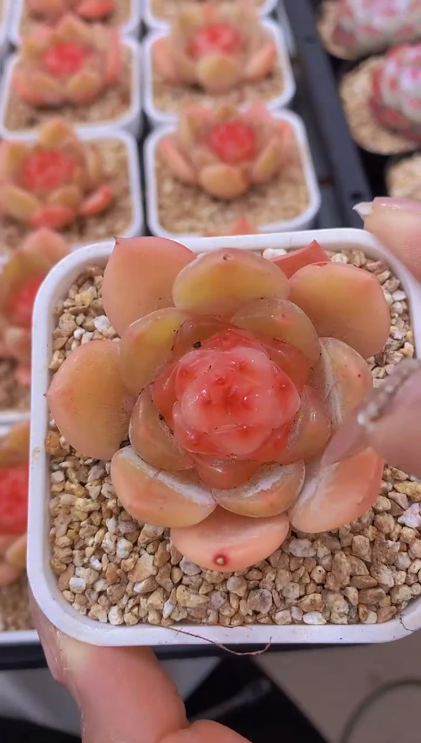 【闪购商品】638-红珊瑚单头（量拍）