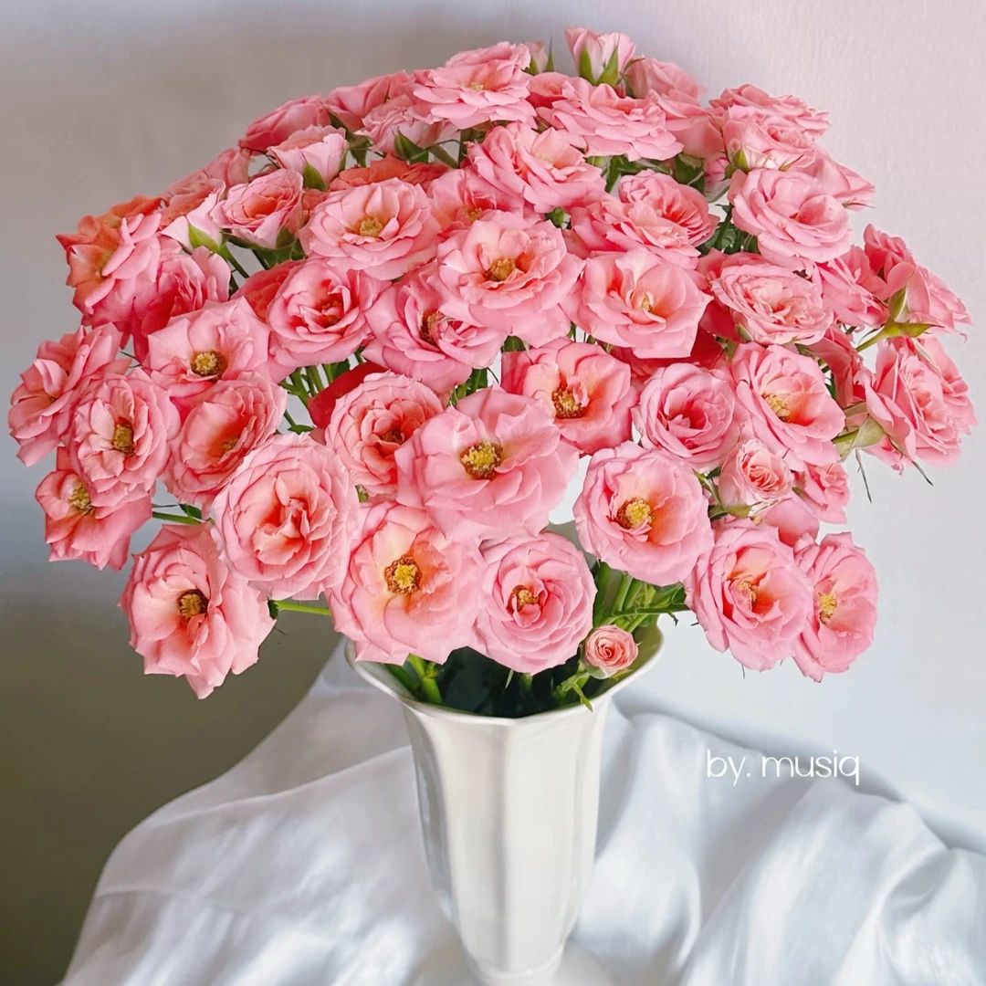 【沉沉专属】10枝露露公主多头玫瑰   云南鲜切花