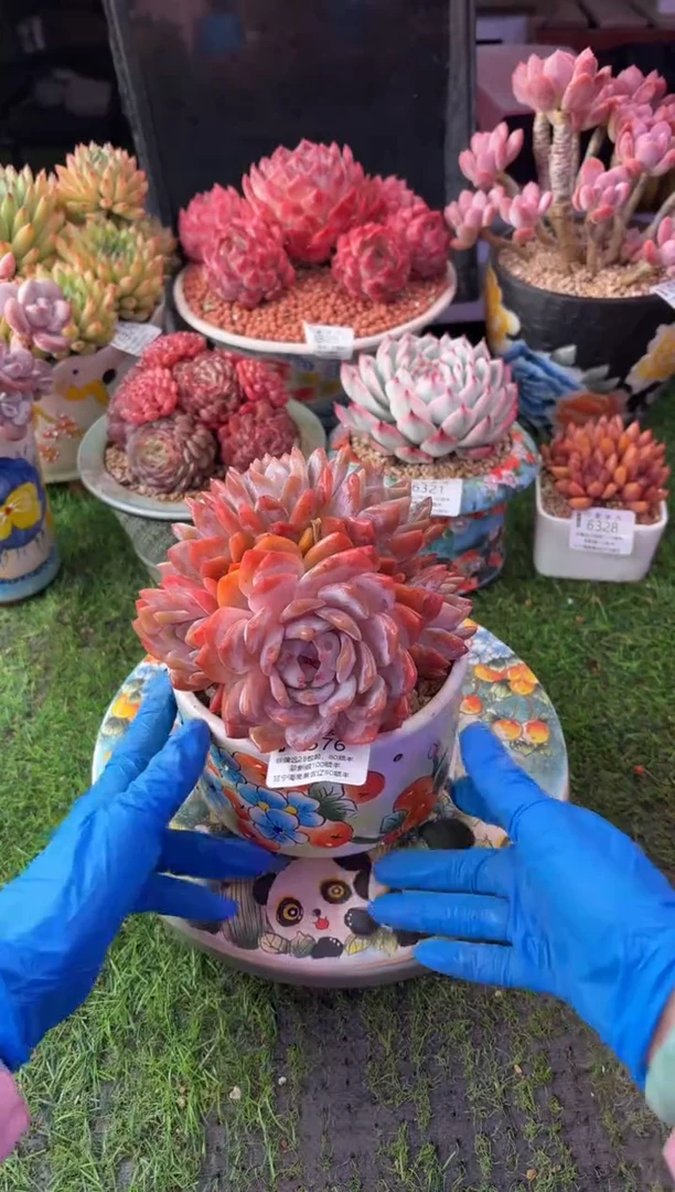 昆明印象多肉6376