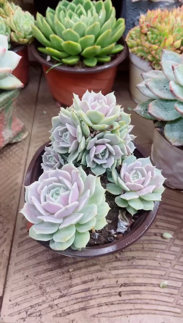 沐*11039多肉植物一物一拍
