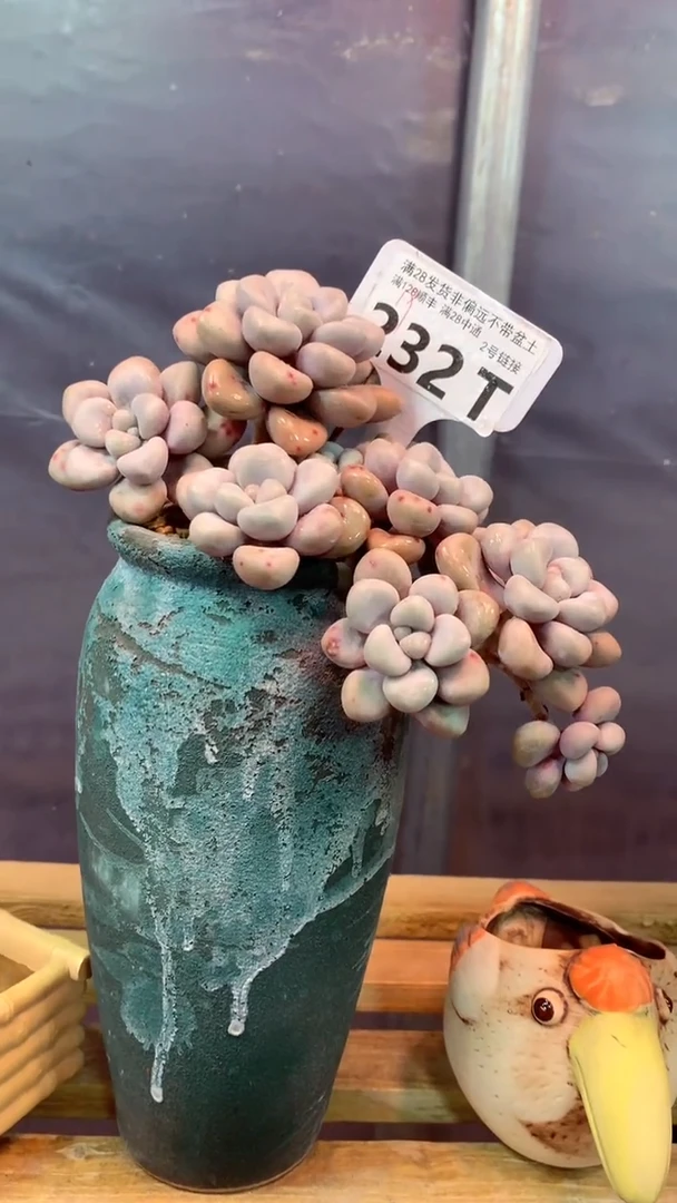 232T（一物一拍，精品多肉，w所见即所得 ）