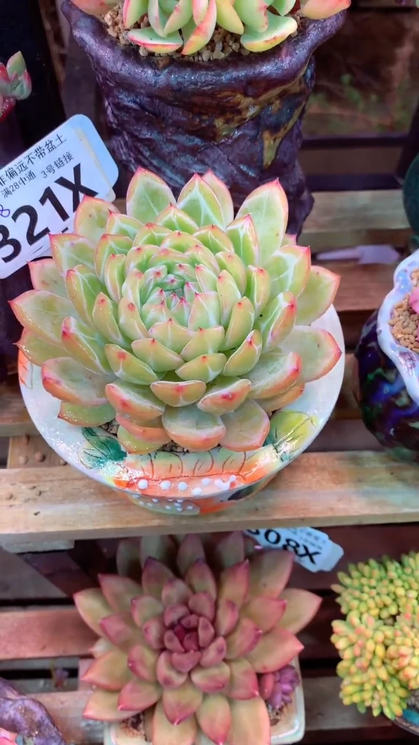 321X（一物一拍实付满28发货，默认不带盆土）