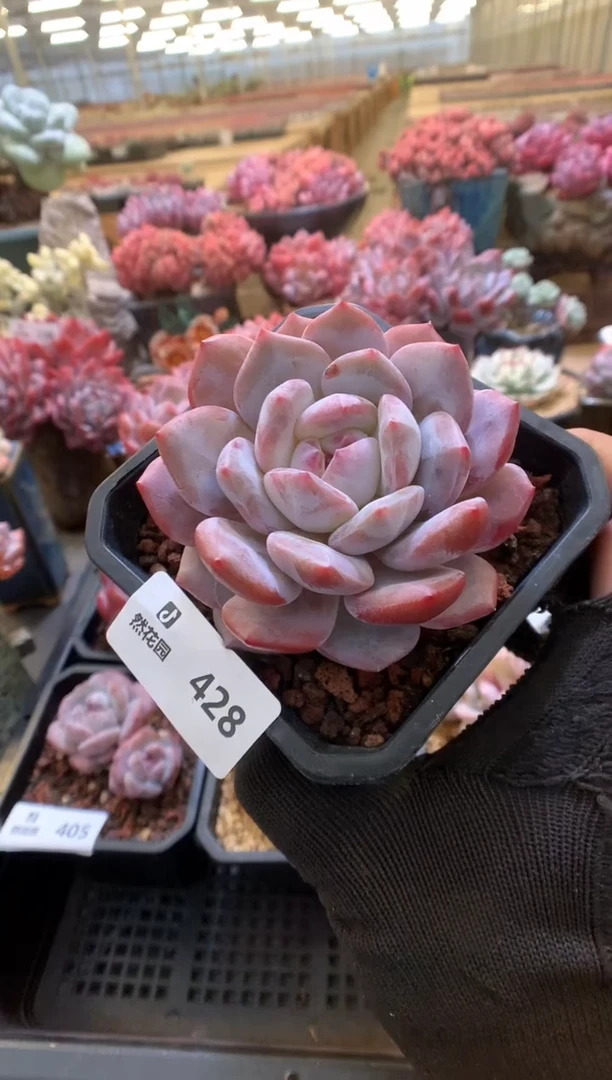 428冰糖橙一物一拍