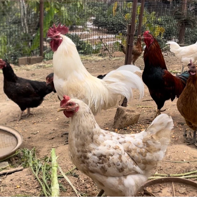 老母鸡老公鸡散养 专属调价链接新鲜宰杀一物一拍