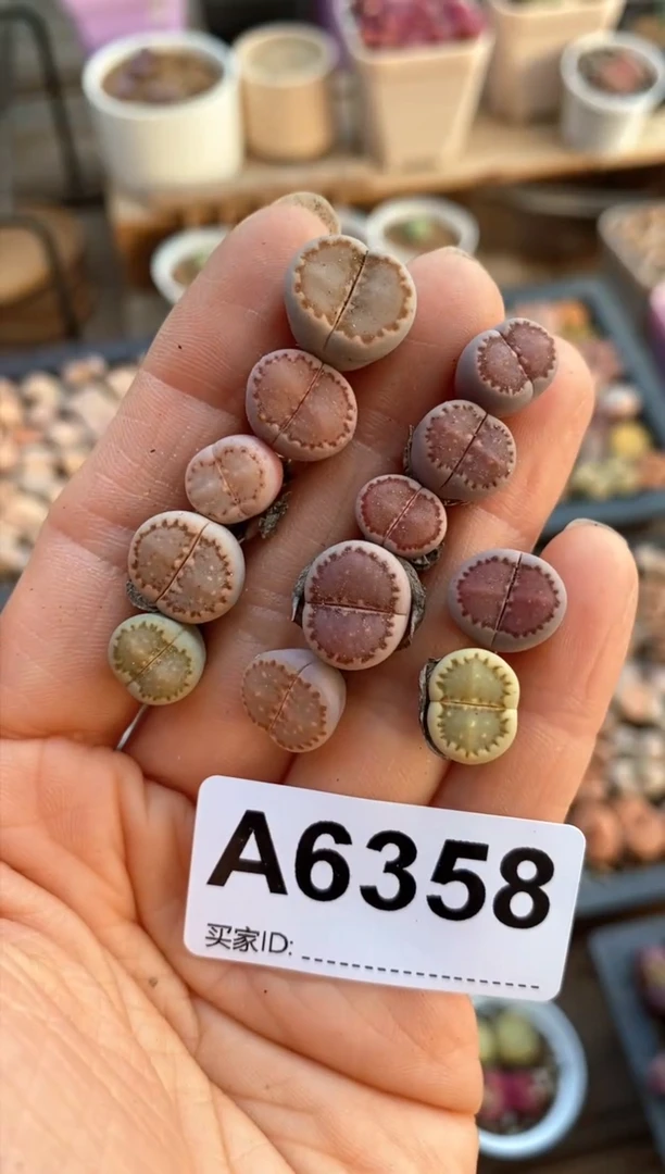 【闪购商品】6358直播一物一拍