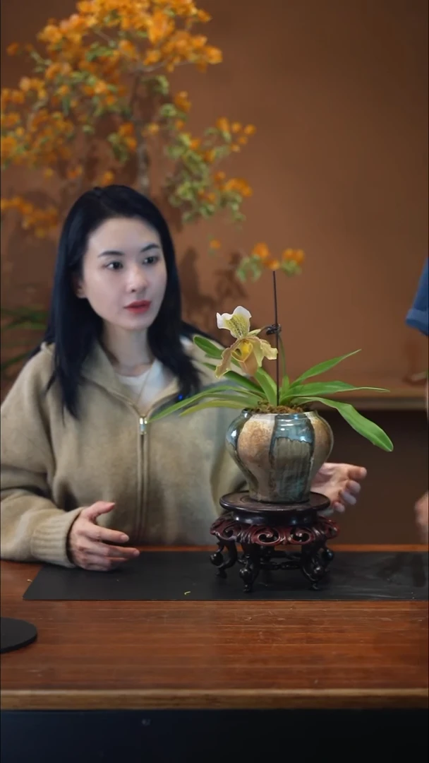 全部花朵格力肉饼盆景盆景盆景